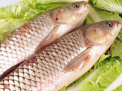 草魚(yú)
