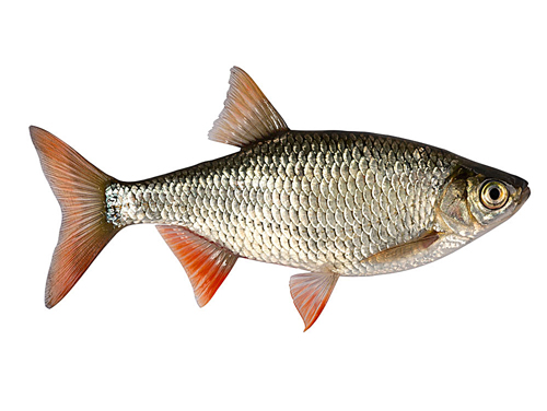鯉魚(yú)