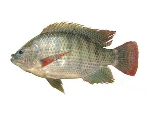 福壽魚(yú)